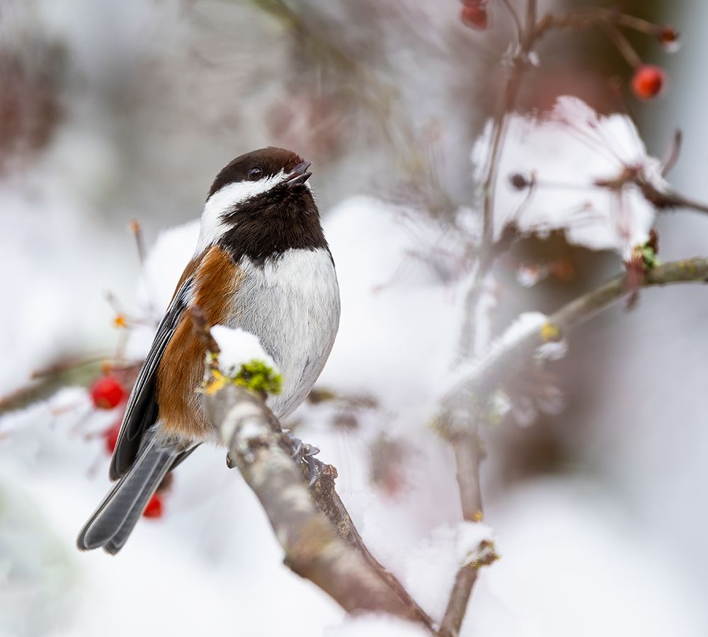 USA- Washington State- Sammamish. Chestnut Chickadee on snow covered Crabapple tree